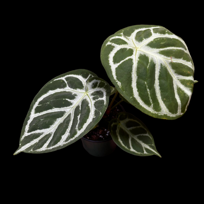 Anthurium Dorayaki Silver