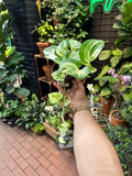 Epipremnum aureum 'Manjula'