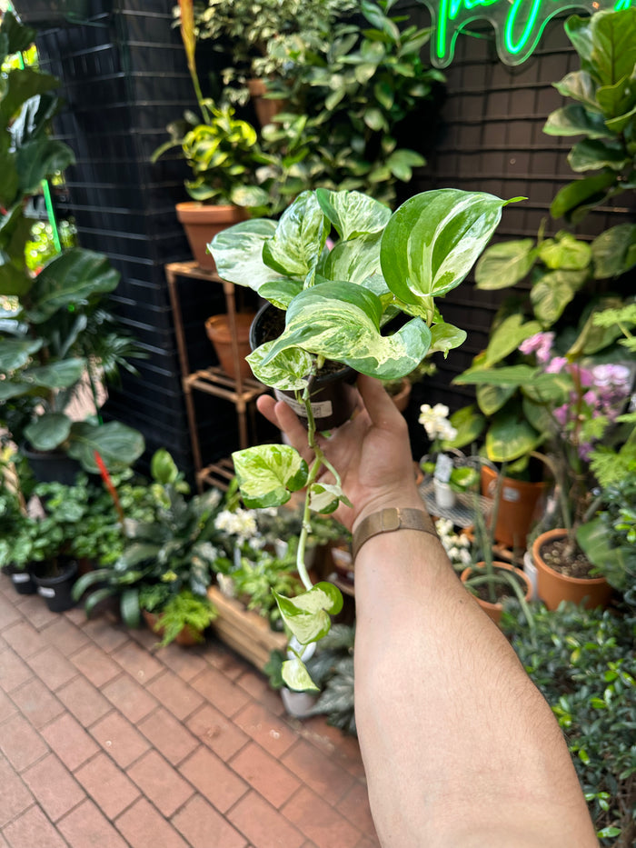 Epipremnum aureum 'Manjula'