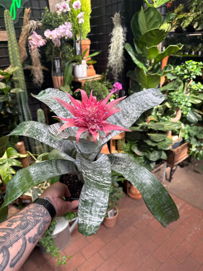 Aechmea fasciata "Silver Vase"