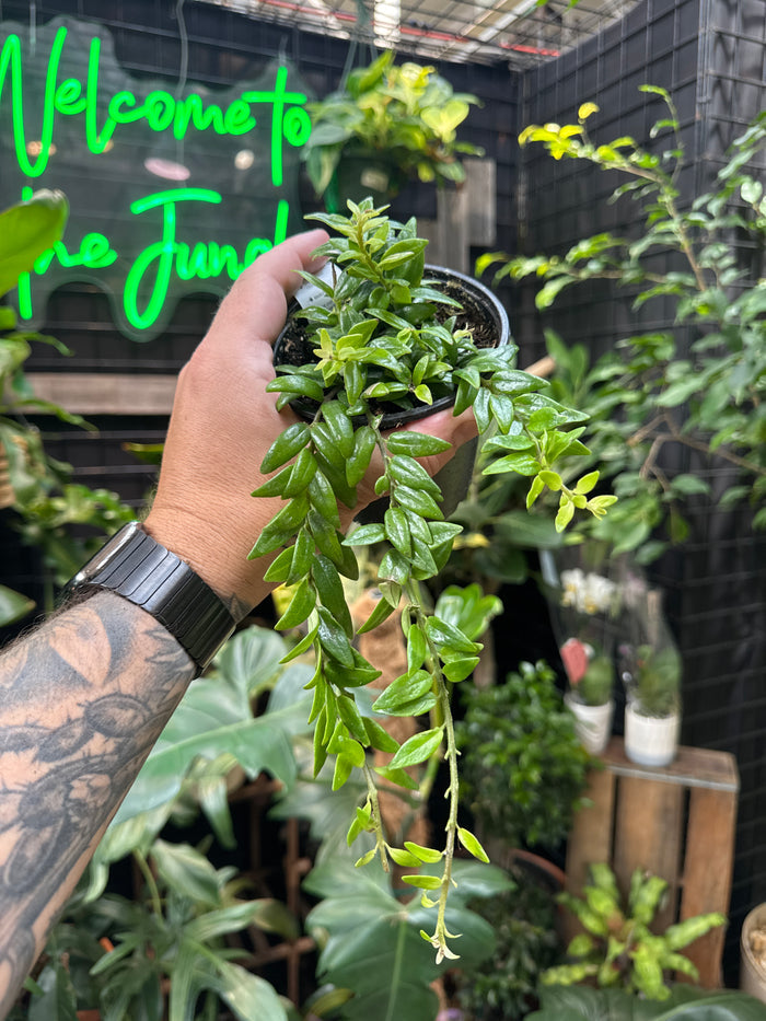 Aeschynanthus japhrolepis (Lipstick Plant)