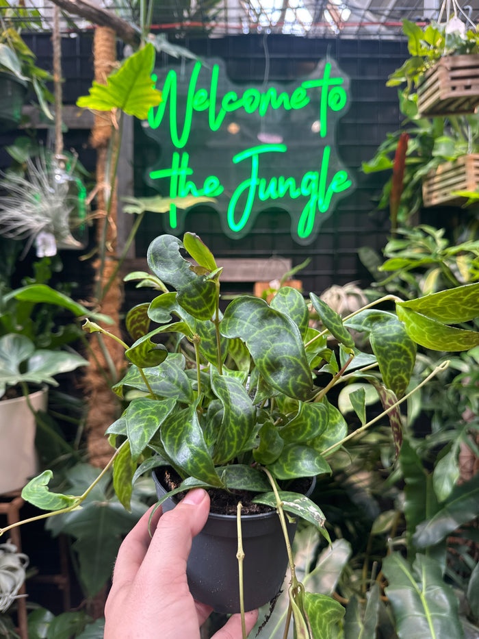Aeschynanthus longicaulis (Black Pagoda Lipstick)