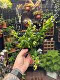 Aeschynanthus 'Rasta' (Lipstick Plant)