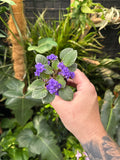 African Violet 'Cajun’s Le Bon Ton Roule’