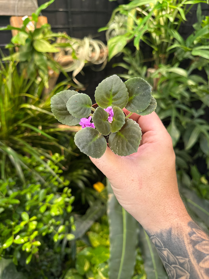 African Violet 'Harmony’s Golden Dawn’