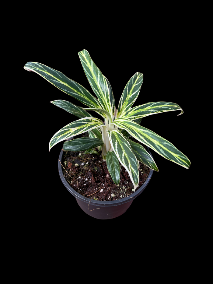 Aglaonema commutatum 'Rice' (Bamboo)