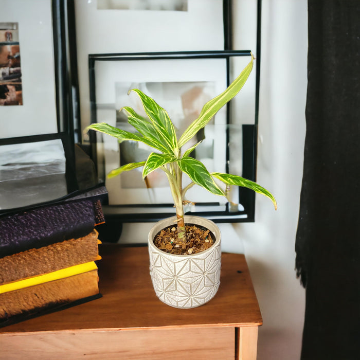 Aglaonema commutatum 'Rice' (Bamboo)