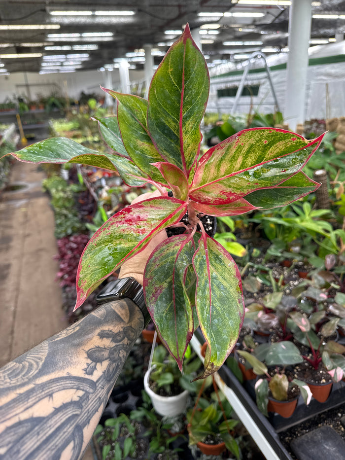 Aglaonema ‘Jasper Jones’