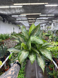 Aglaonema 'Leprechaun'