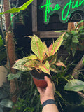 Aglaonema 'Night Sparkle'