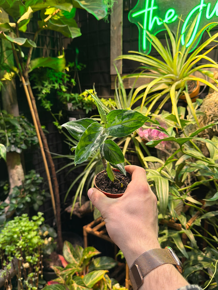 Aglaonema Pictum Peacock