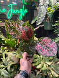 Aglaonema 'Pink Dalmation'