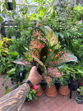 Aglaonema 'Red Valentine'