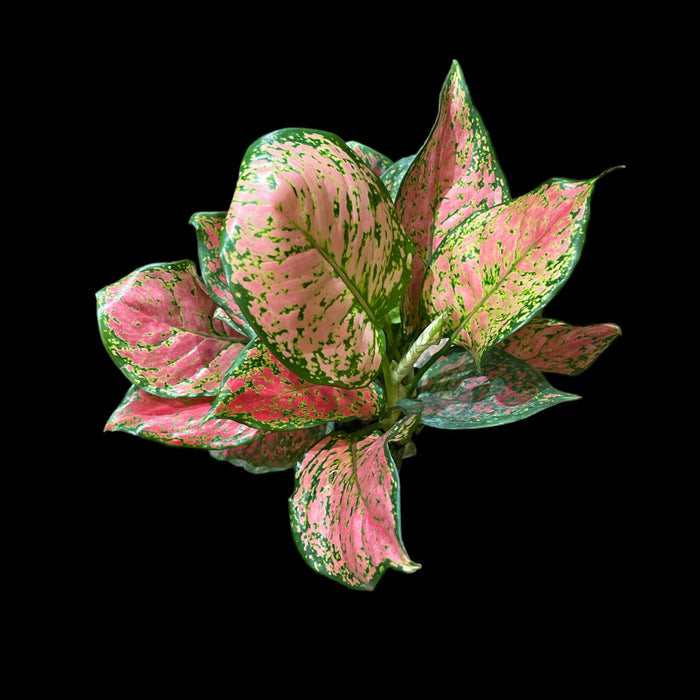 Aglaonema Ruby Ray