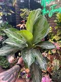 Aglaonema ‘Silver Bay'