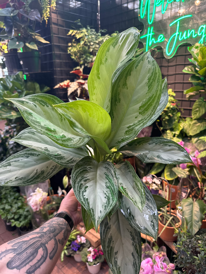 Aglaonema ‘Silver Bay'