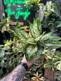 Aglaonema 'Spring Snow'