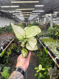 Aglaonema 'Super White'