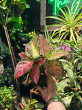 Aglaonema 'Very Red'