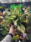 Aglaonema Wintry Winehouse