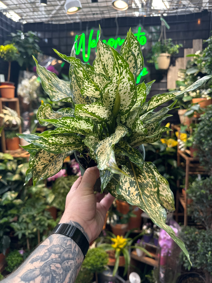 Aglaonema Wintry Winehouse