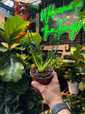 Albuca Frizzle Sizzle