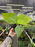 Alocasia Calidora