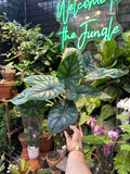 Alocasia Dragon Scale