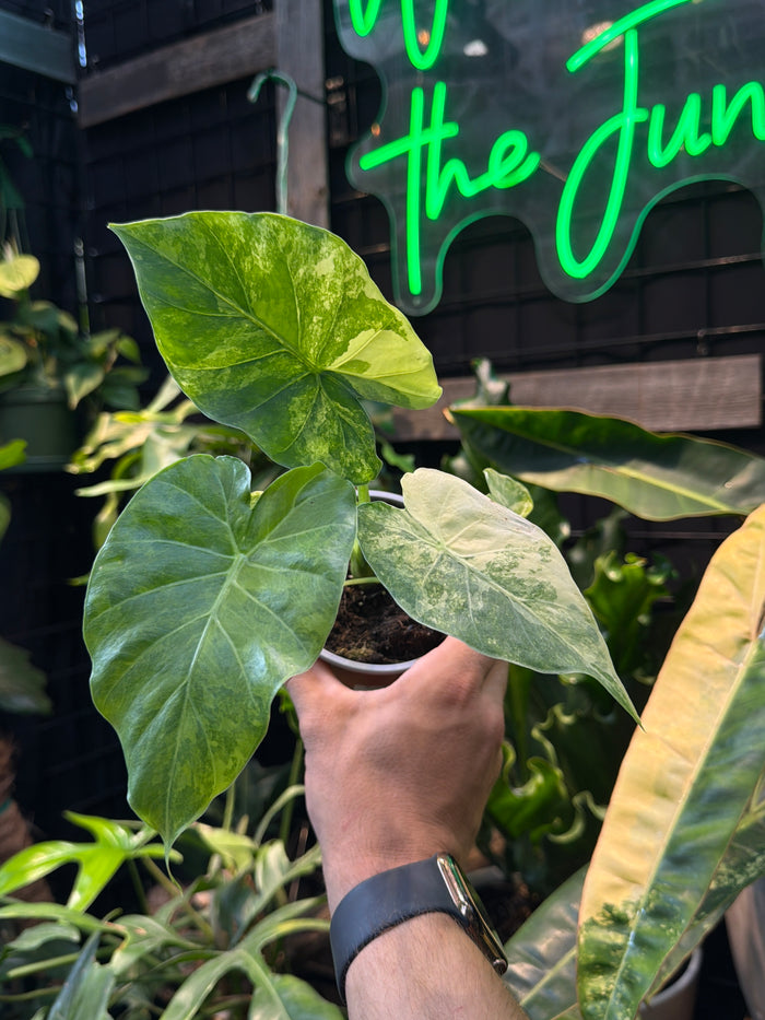 Alocasia gageana Aurea Variegata