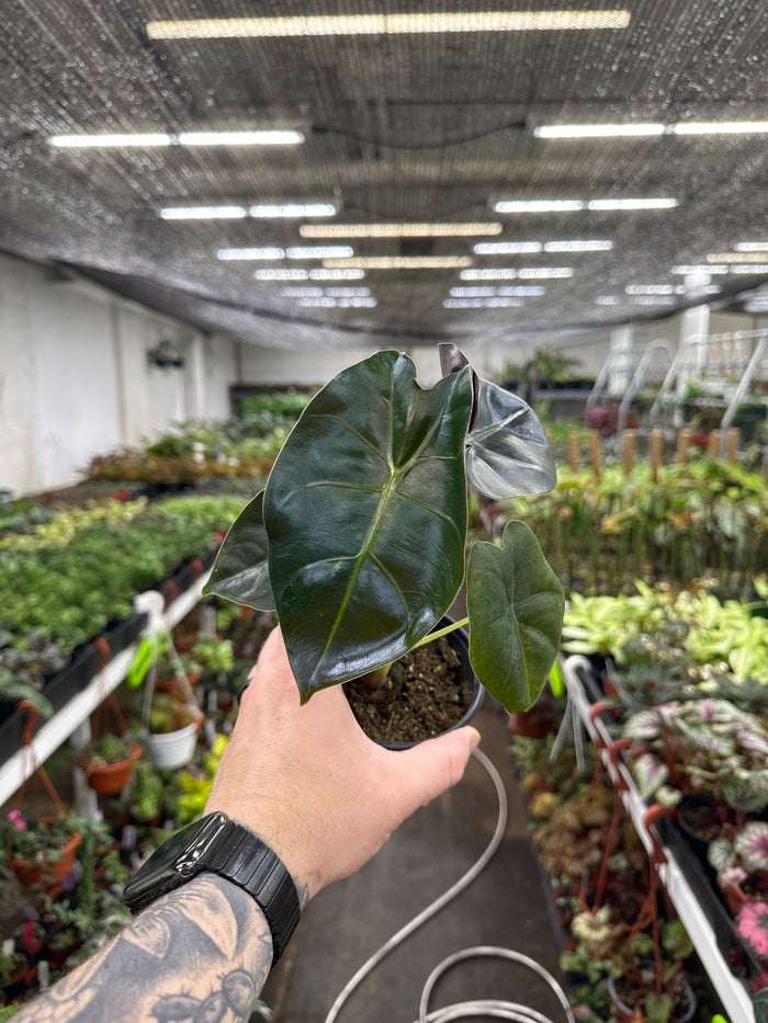 Alocasia 'Golden Bone'