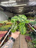 Alocasia 'Hilo Beauty'