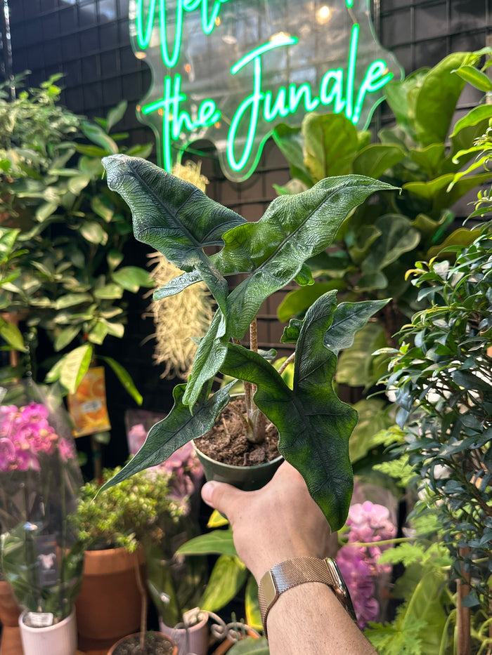 Alocasia Jacklyn