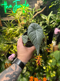 Alocasia 'Maharani'