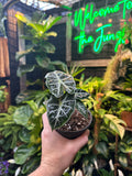 Alocasia 'Mandalay'