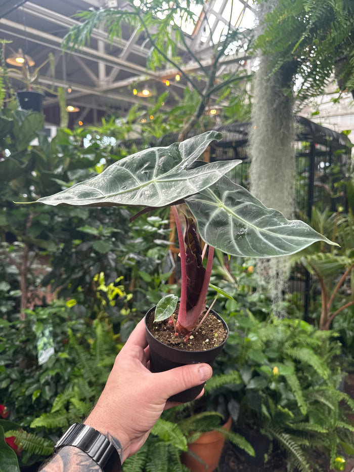 Alocasia 'Morocco'