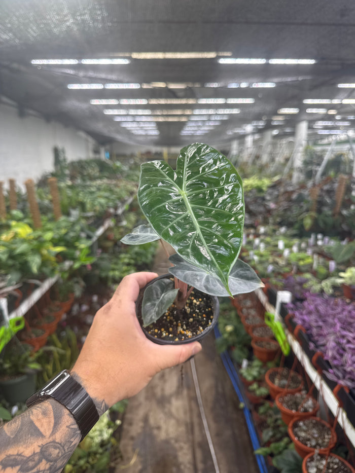 Alocasia 'Nairobi Nights'