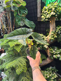 Alocasia 'Platinum'