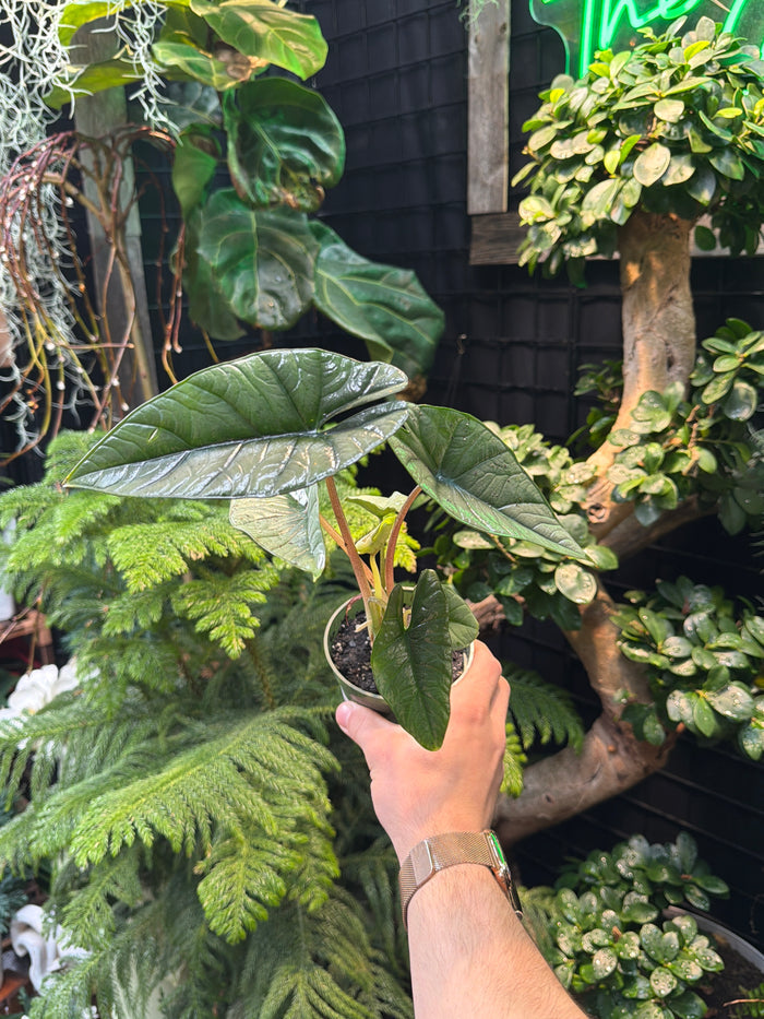 Alocasia 'Platinum'