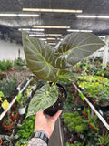 Alocasia Regal Shields