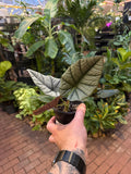Alocasia reginae