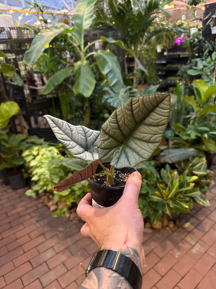 Alocasia reginae