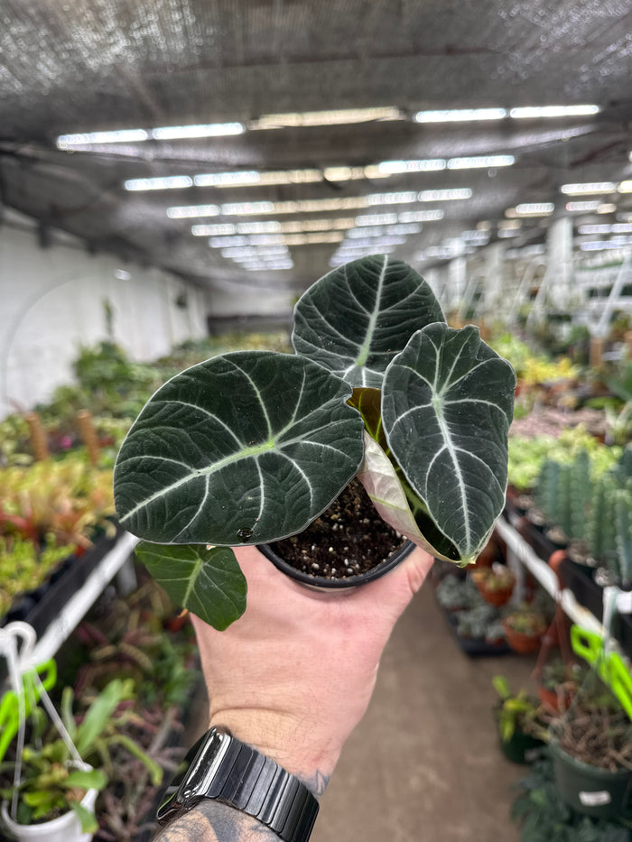 Alocasia regunila "Black Velvet"