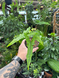 Alocasia 'Sabrina'