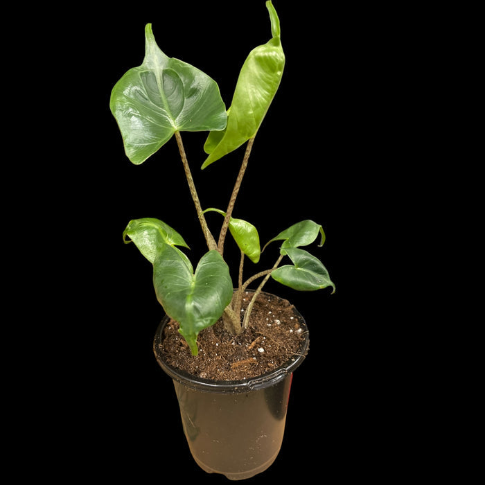 Alocasia Stingray