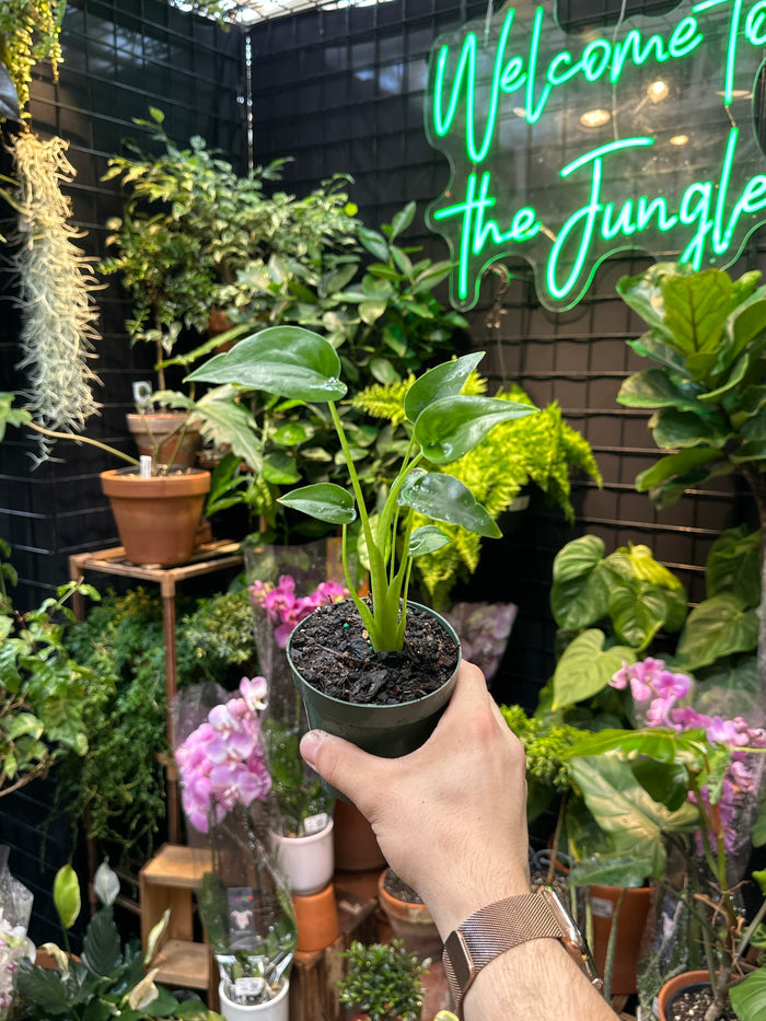 Alocasia 'Tiny Dancer'