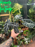 Alocasia watsoniana 'Red Vein'