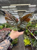 Angel Wing Begonia 'Lana'