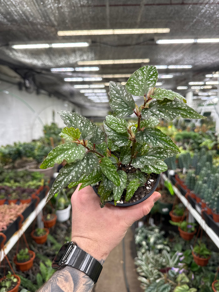 Angel Wing Begonia 'Medora'