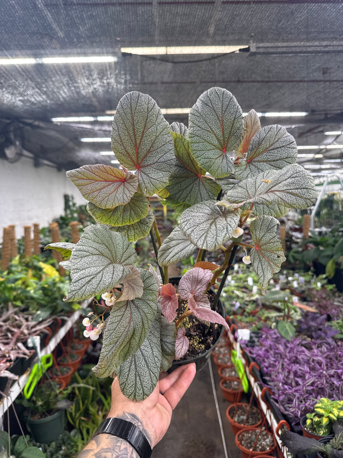 Angel Wing Begonia 'Sinbad Pink"