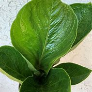 Anthurium bonplandii ssp. Guayanum 'Cobra'